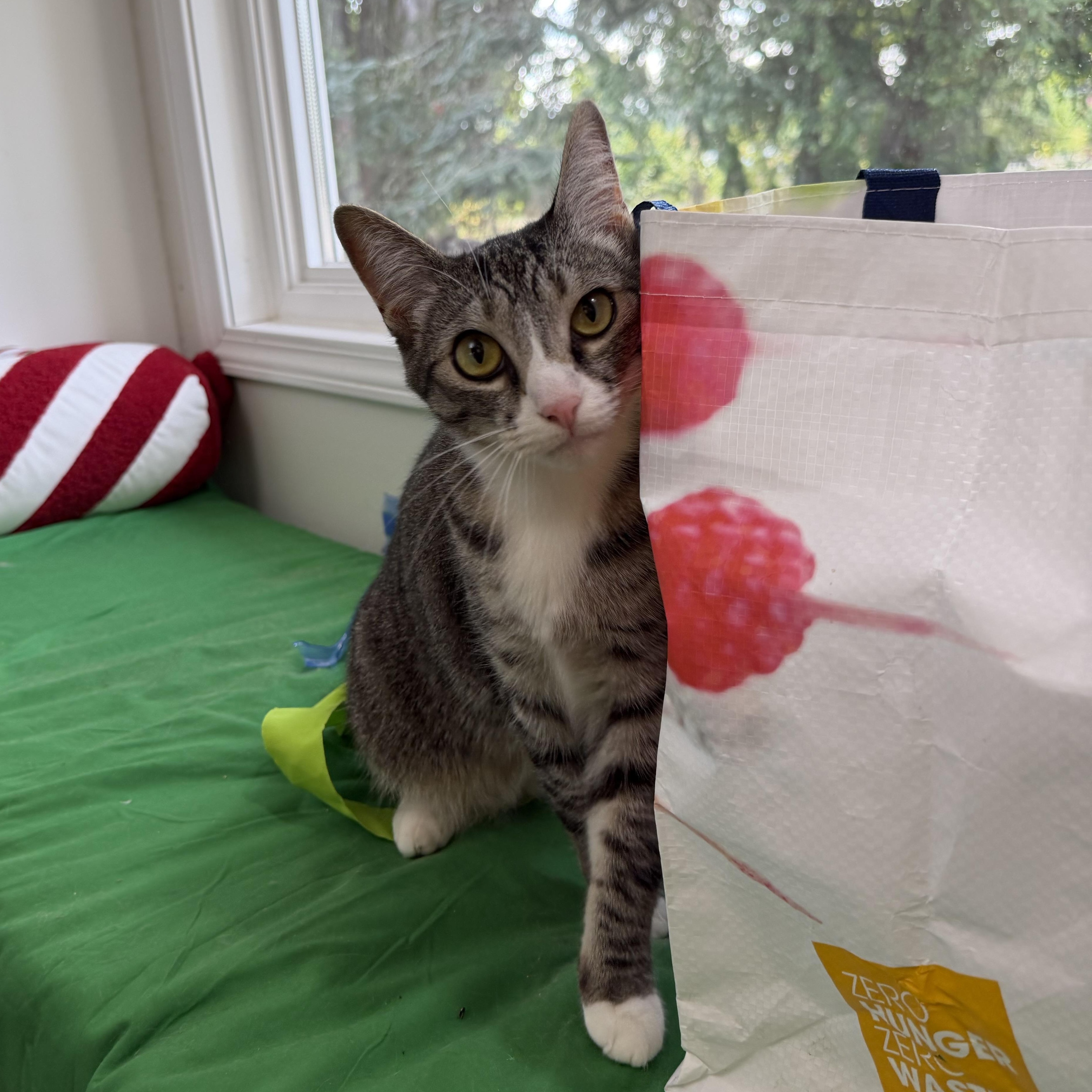 Enlarge Pixie Girl, a Adoptable mixed breed in Beaverton, OR image 2/6