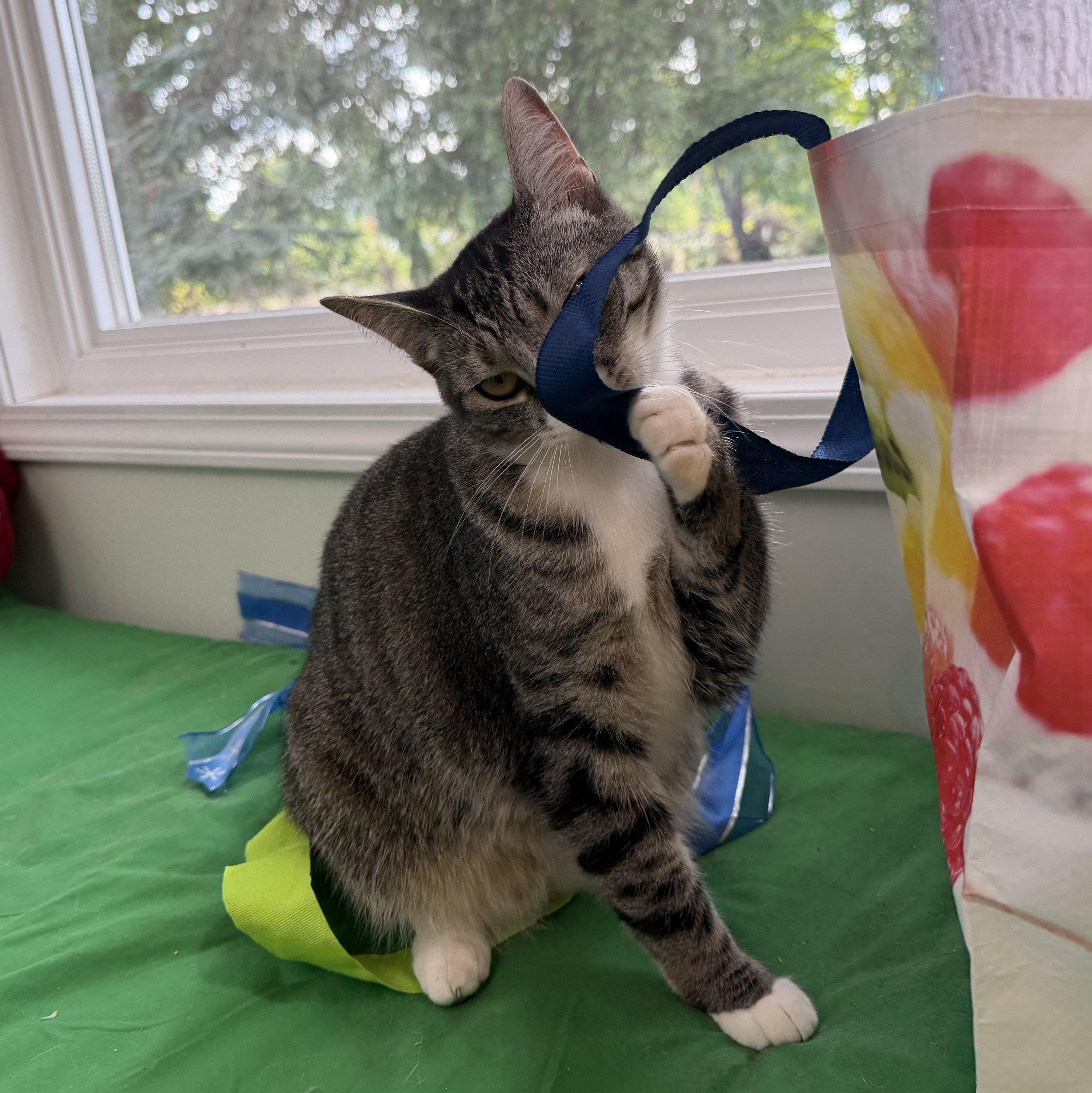 Enlarge Pixie Girl, a Adoptable mixed breed in Beaverton, OR image 3/6