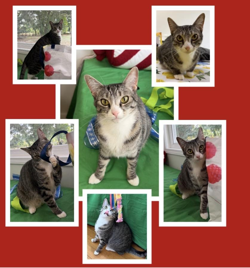 Enlarge Pixie Girl, a Adoptable mixed breed in Beaverton, OR image 6/6