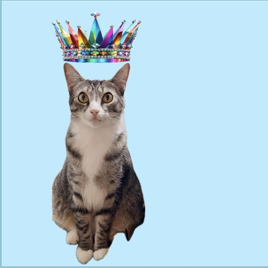Pixie Queen, Adoptable, Young Female Domestic Short Hair & Tabby.