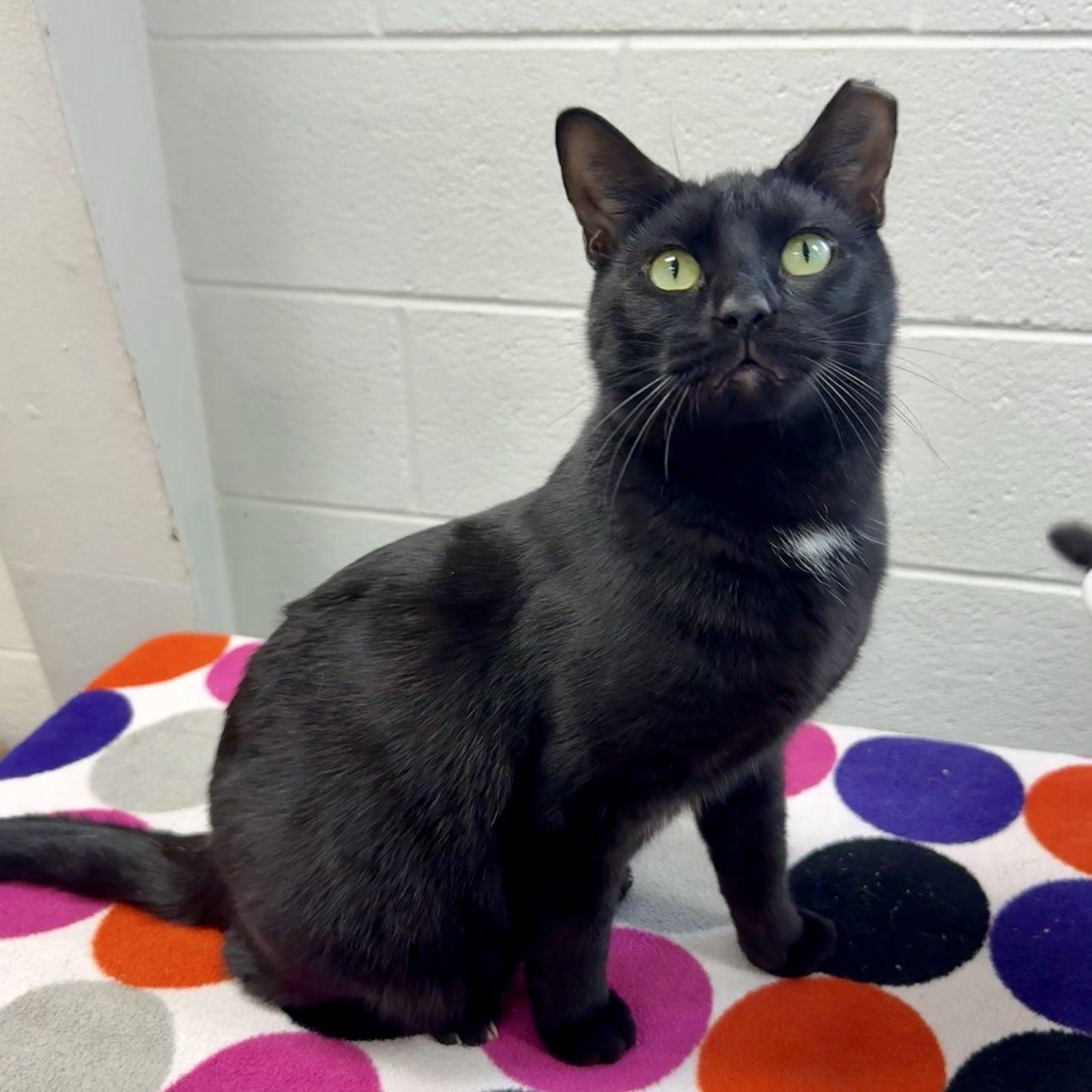 Enlarge Dennis, a Adopted Domestic Short Hair in Adrian, MI image 4/5