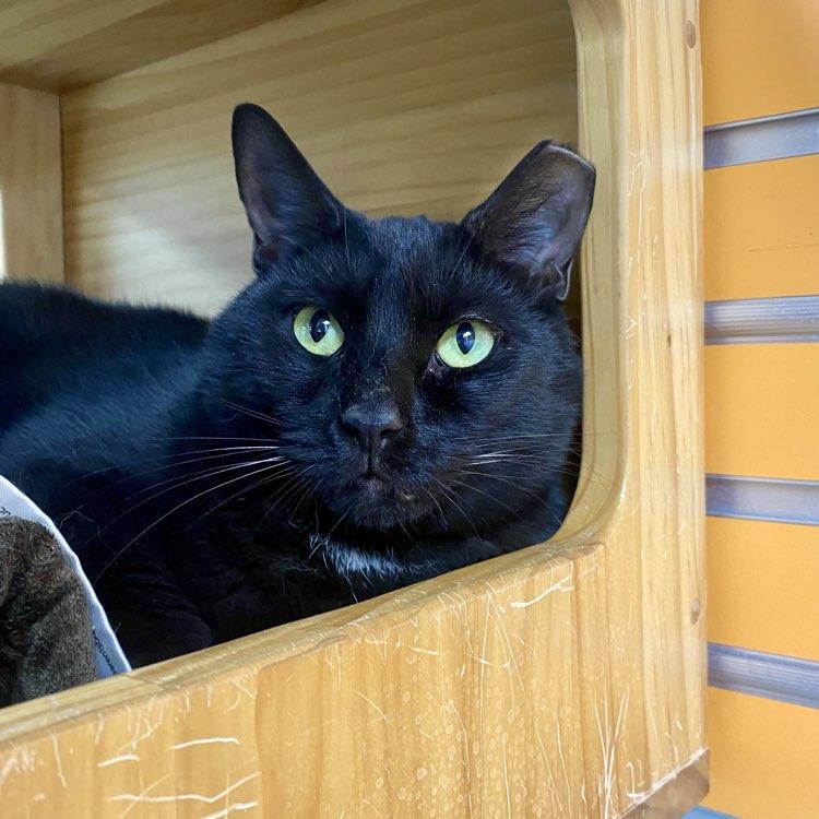 Enlarge Dennis, a Adopted Domestic Short Hair in Adrian, MI image 3/5