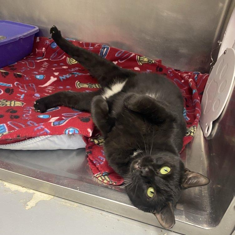 Enlarge Dennis, a Adopted Domestic Short Hair in Adrian, MI image 5/5