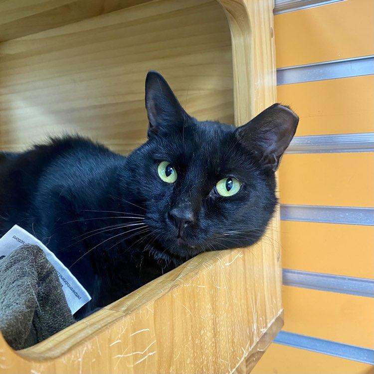 Enlarge Dennis, a Adopted Domestic Short Hair in Adrian, MI image 2/5