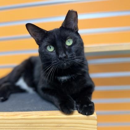 Dennis, Adopted, Adult Male Domestic Short Hair.