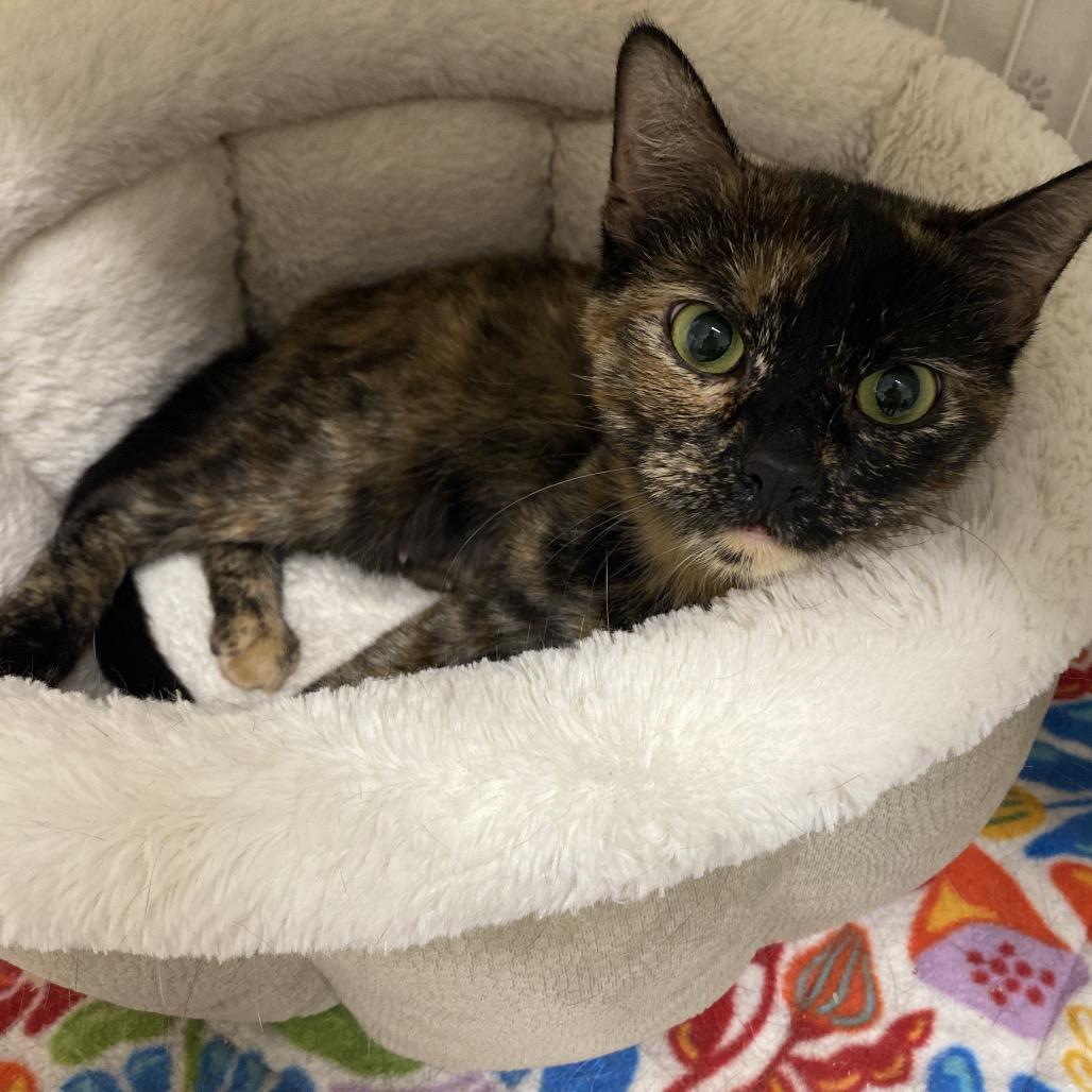 25-245 Sage, Adoptable, Adult Female Domestic Short Hair.