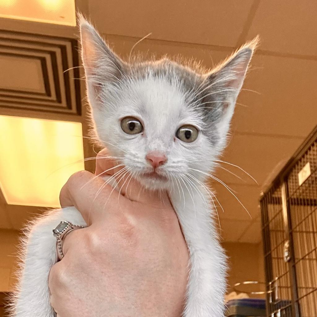 Enlarge Lil, a Adoptable Domestic Short Hair in Hinesville, GA image 2/3