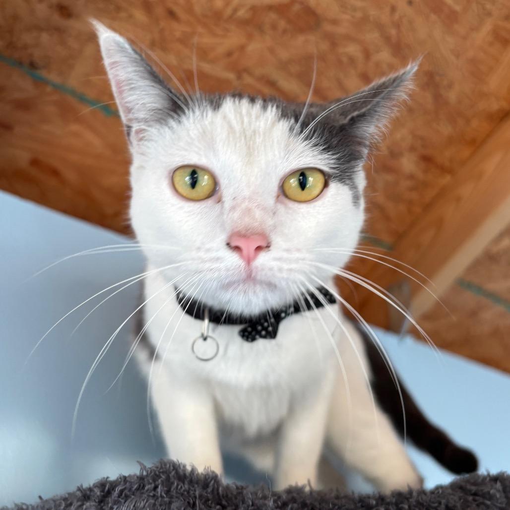 Enlarge Lil, a Adoptable Domestic Short Hair in Hinesville, GA image 3/3