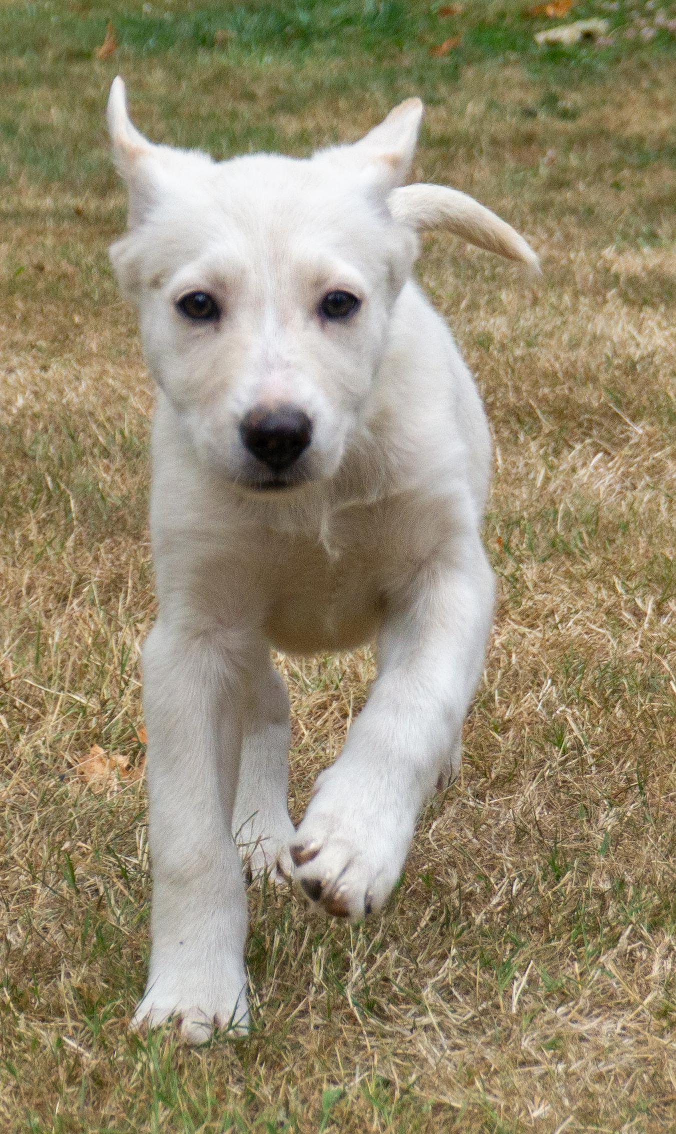 Enlarge Brie, a ADOPTABLE mixed breed in Ridgefield, WA image 2/4
