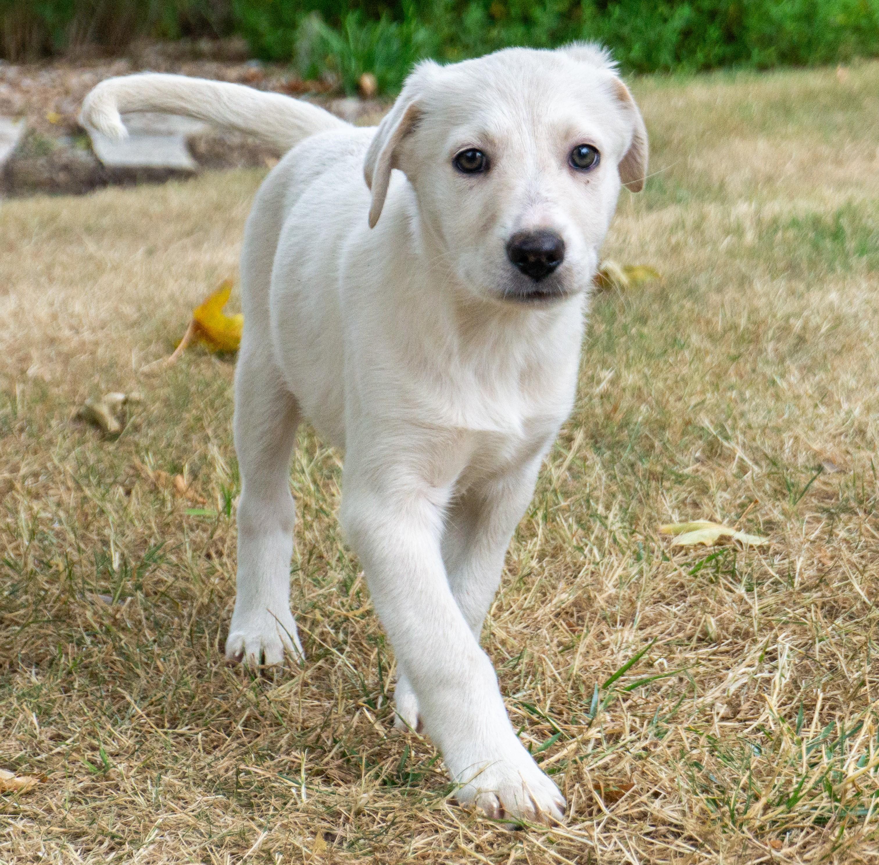 Brie, ADOPTABLE, Puppy Female Border Collie & Australian Cattle Dog / Blue Heeler.