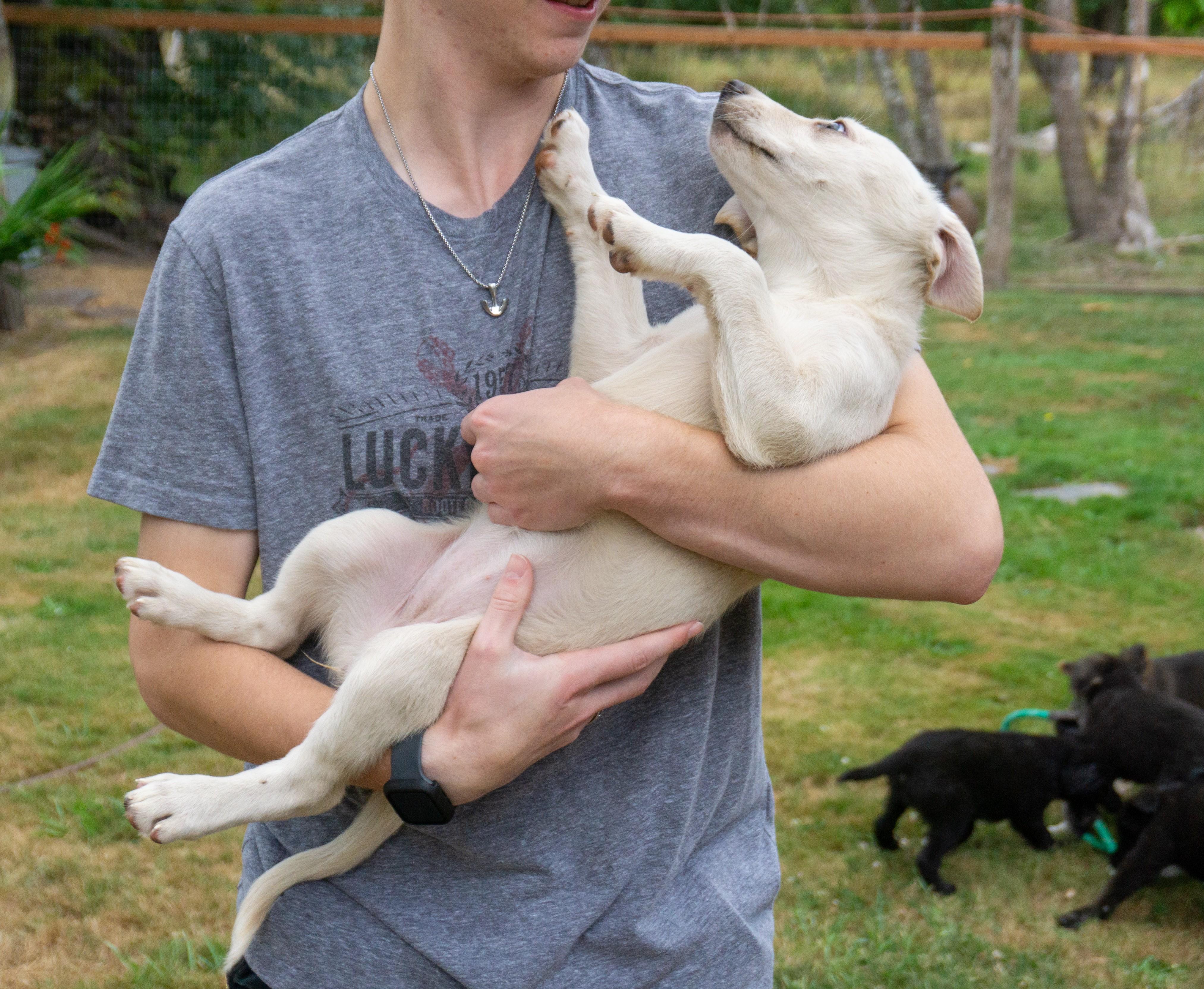 Enlarge Brie, a ADOPTABLE mixed breed in Ridgefield, WA image 3/4