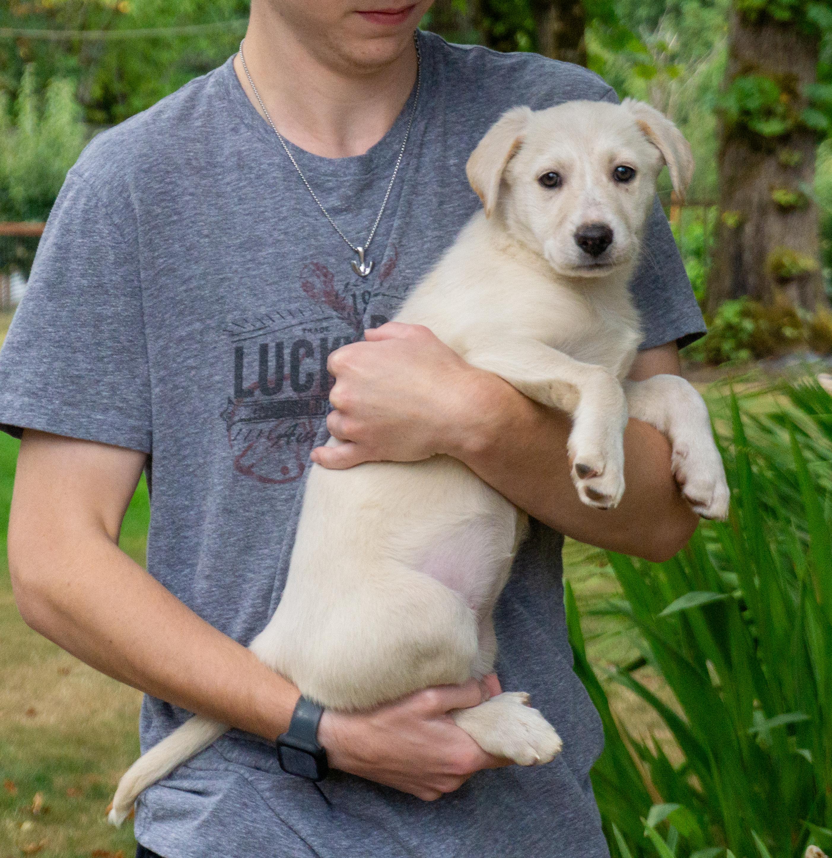 Enlarge Brie, a ADOPTABLE mixed breed in Ridgefield, WA image 4/4