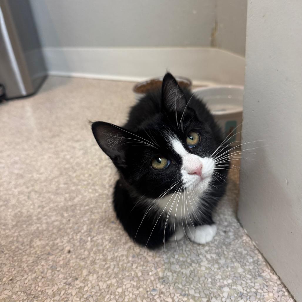 Liberty, Adoptable, Kitten Female Domestic Medium Hair.