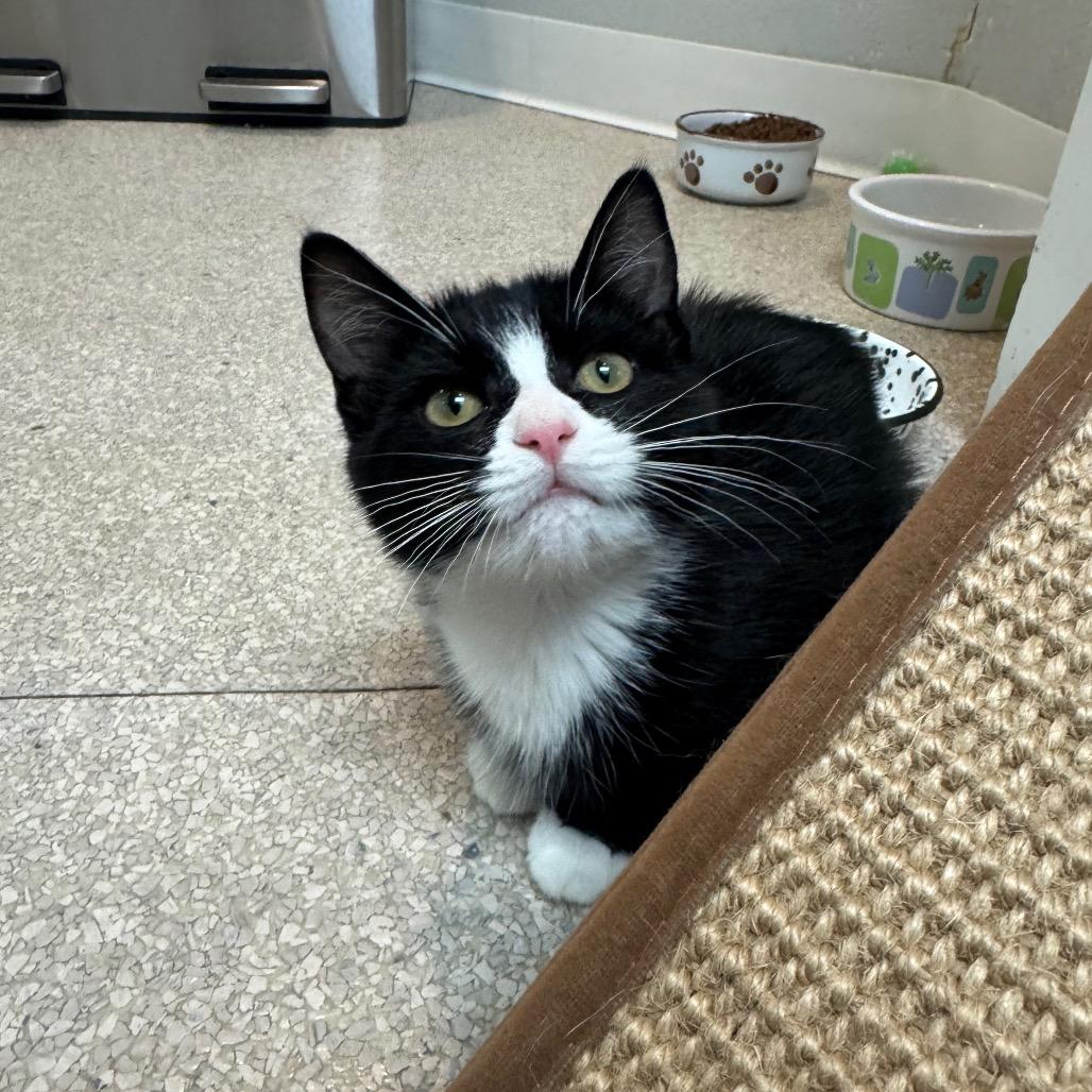 Enlarge Liberty, a Adoptable Domestic Medium Hair in Buellton, CA image 2/3