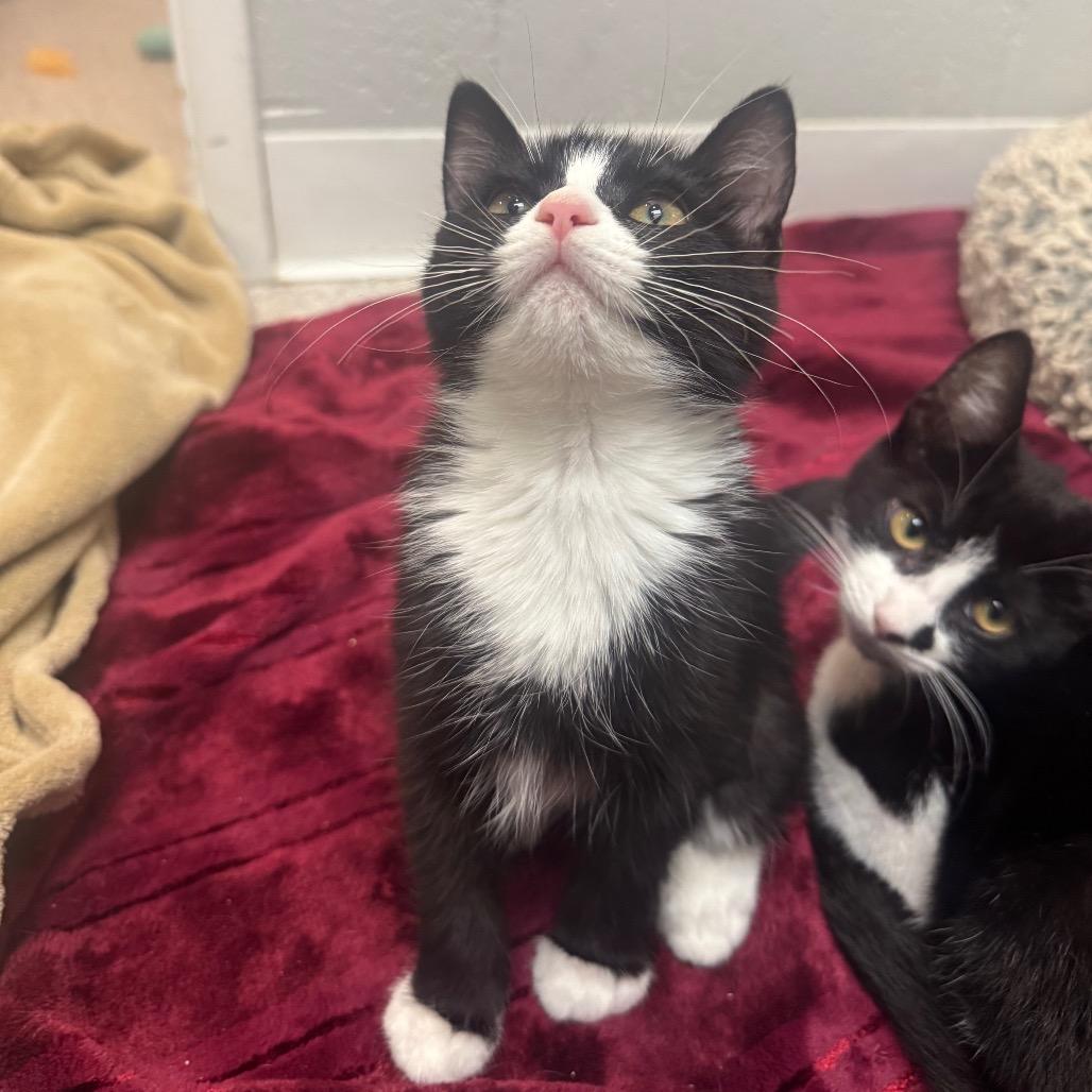 Enlarge Liberty, a Adoptable Domestic Medium Hair in Buellton, CA image 3/3