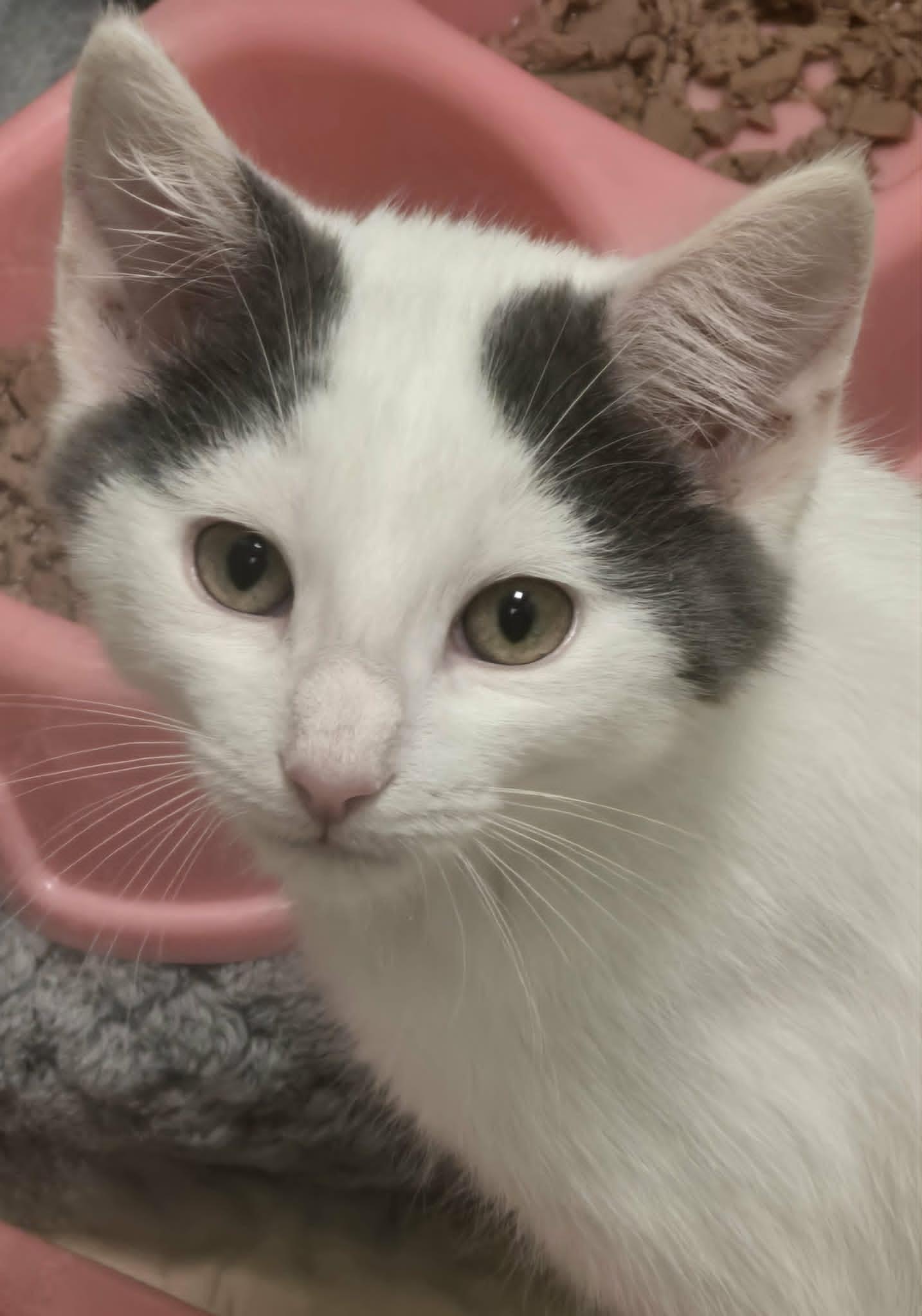Enlarge Gus, a ADOPTABLE Domestic Long Hair in Mount Juliet, TN image 1/1