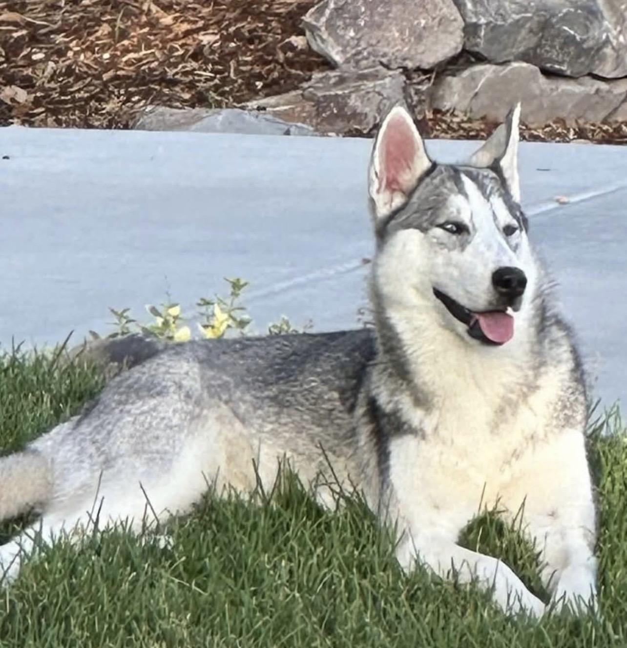 Vixey, Adoptable, Young Female Siberian Husky.