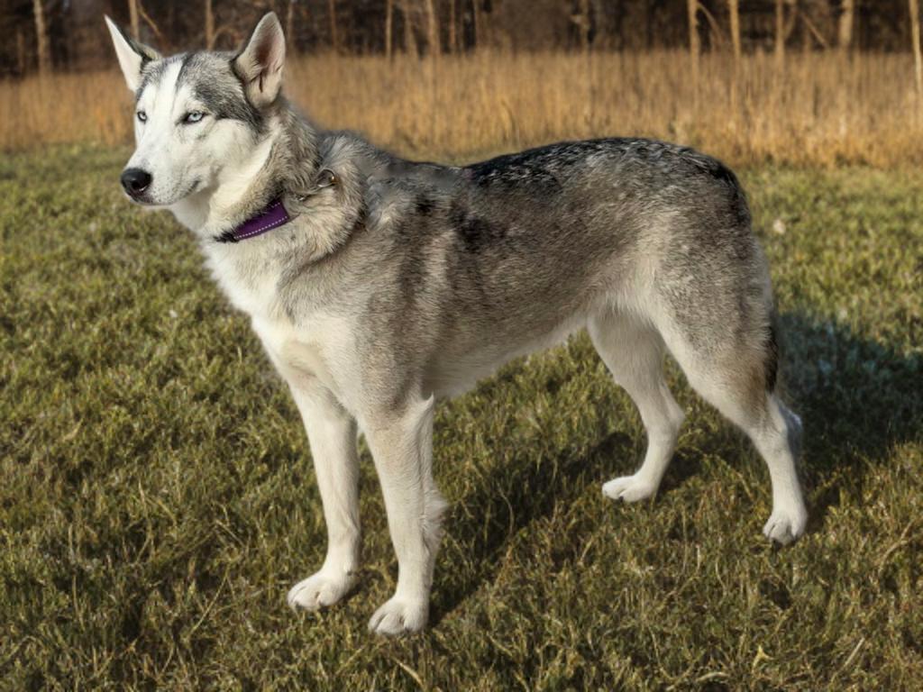 Enlarge Vixey, a Adoptable Siberian Husky in Twin Falls, ID image 2/5