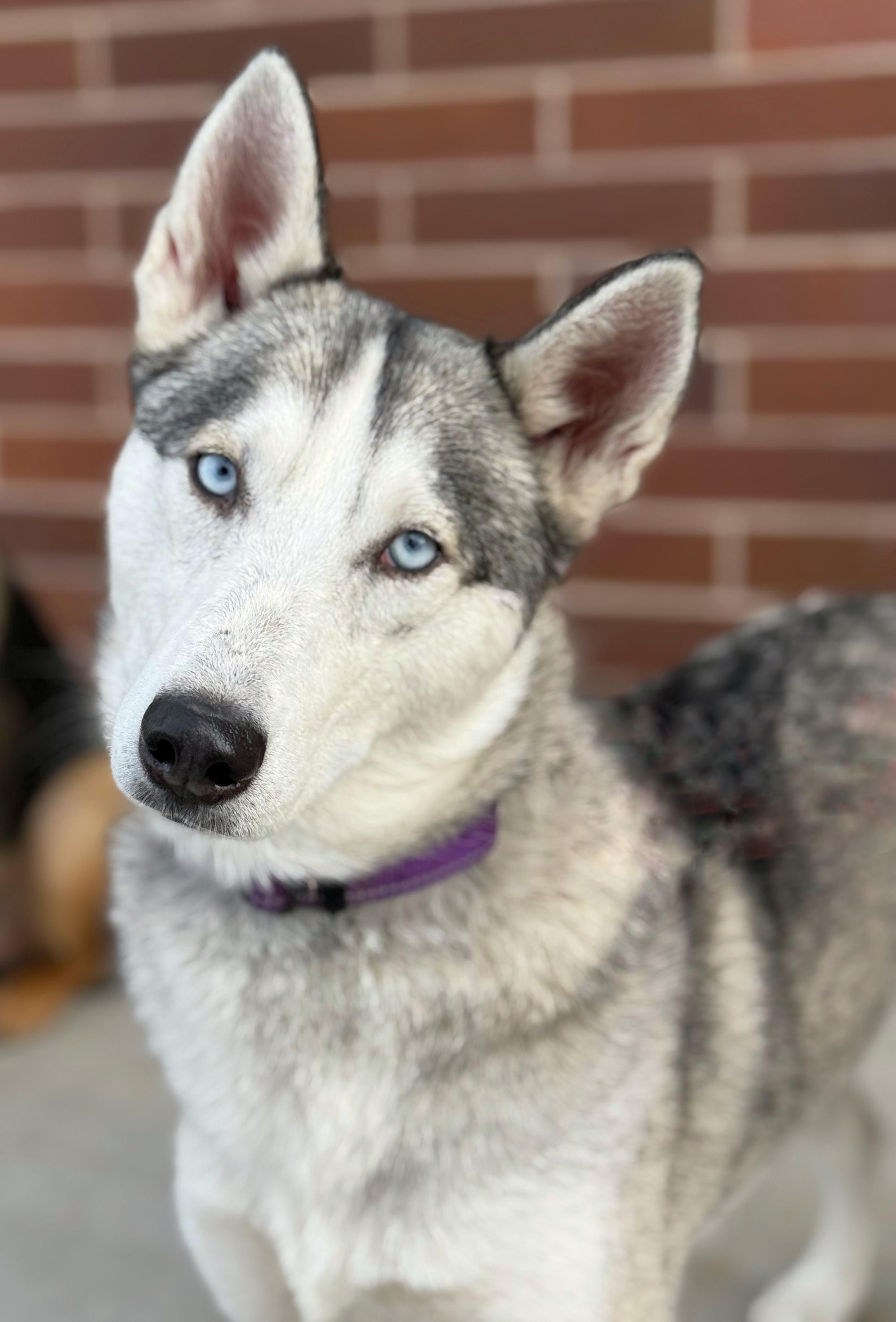 Enlarge Vixey, a Adoptable Siberian Husky in Twin Falls, ID image 5/5