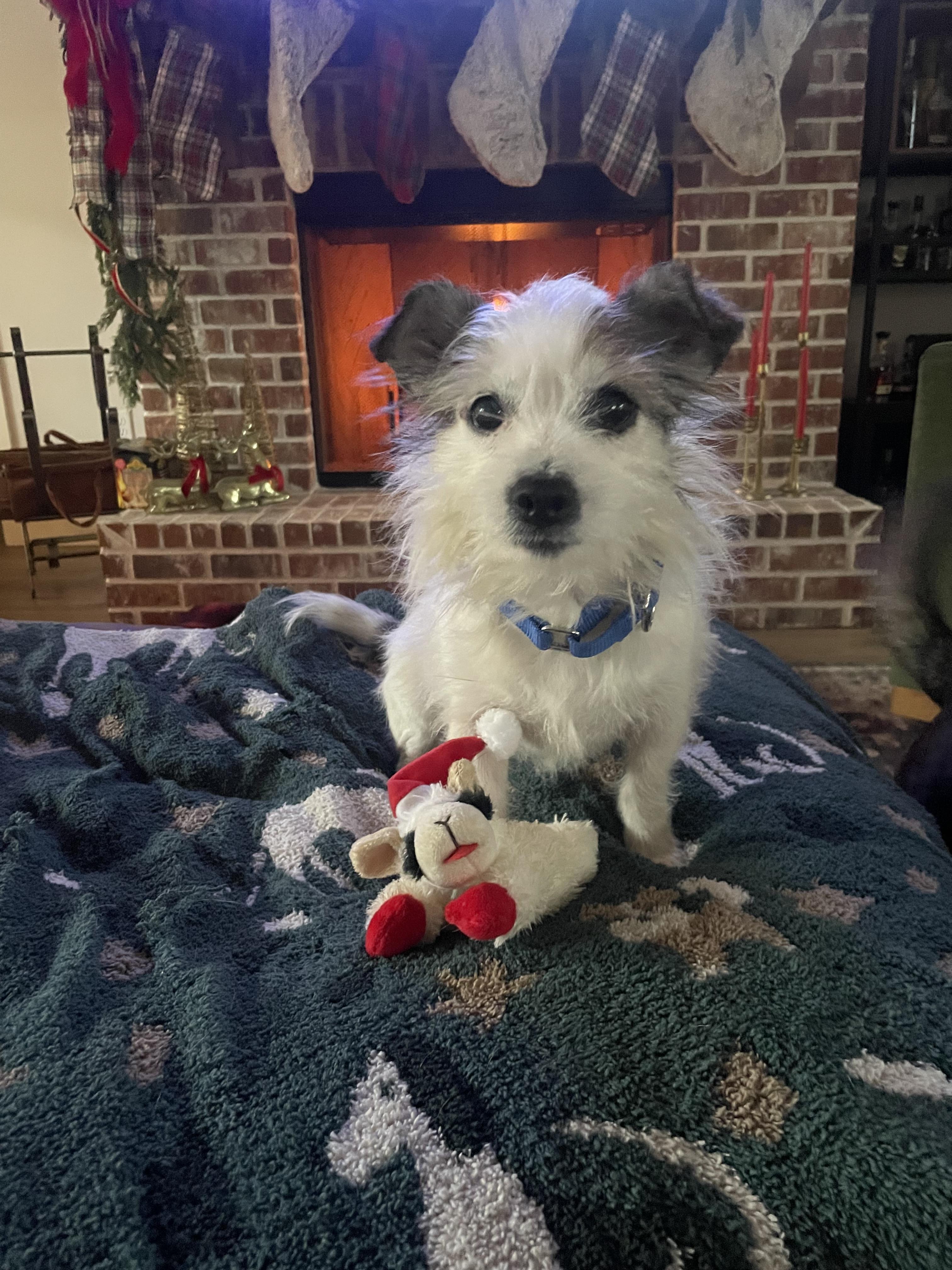 Frank, Adoptable, Adult Male Mixed Breed.