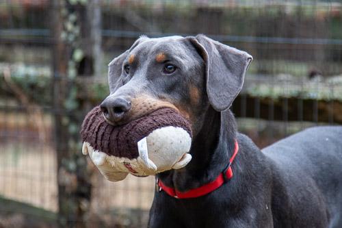 Enlarge LAMOUR, a ADOPTABLE Doberman Pinscher in Greensboro, NC image 4/6