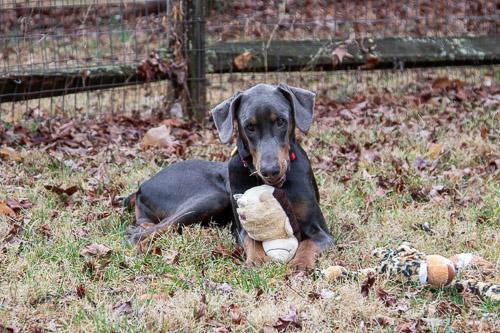 Enlarge LAMOUR, a ADOPTABLE Doberman Pinscher in Greensboro, NC image 5/6
