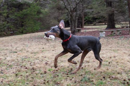 Enlarge LAMOUR, a ADOPTABLE Doberman Pinscher in Greensboro, NC image 6/6