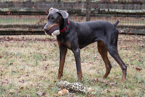 Enlarge LAMOUR, a ADOPTABLE Doberman Pinscher in Greensboro, NC image 1/6