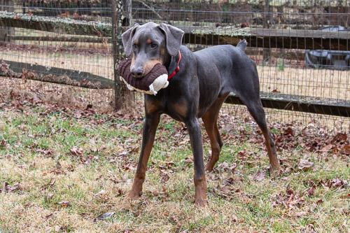 Enlarge LAMOUR, a ADOPTABLE Doberman Pinscher in Greensboro, NC image 3/6