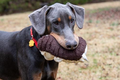 Enlarge LAMOUR, a ADOPTABLE Doberman Pinscher in Greensboro, NC image 2/6