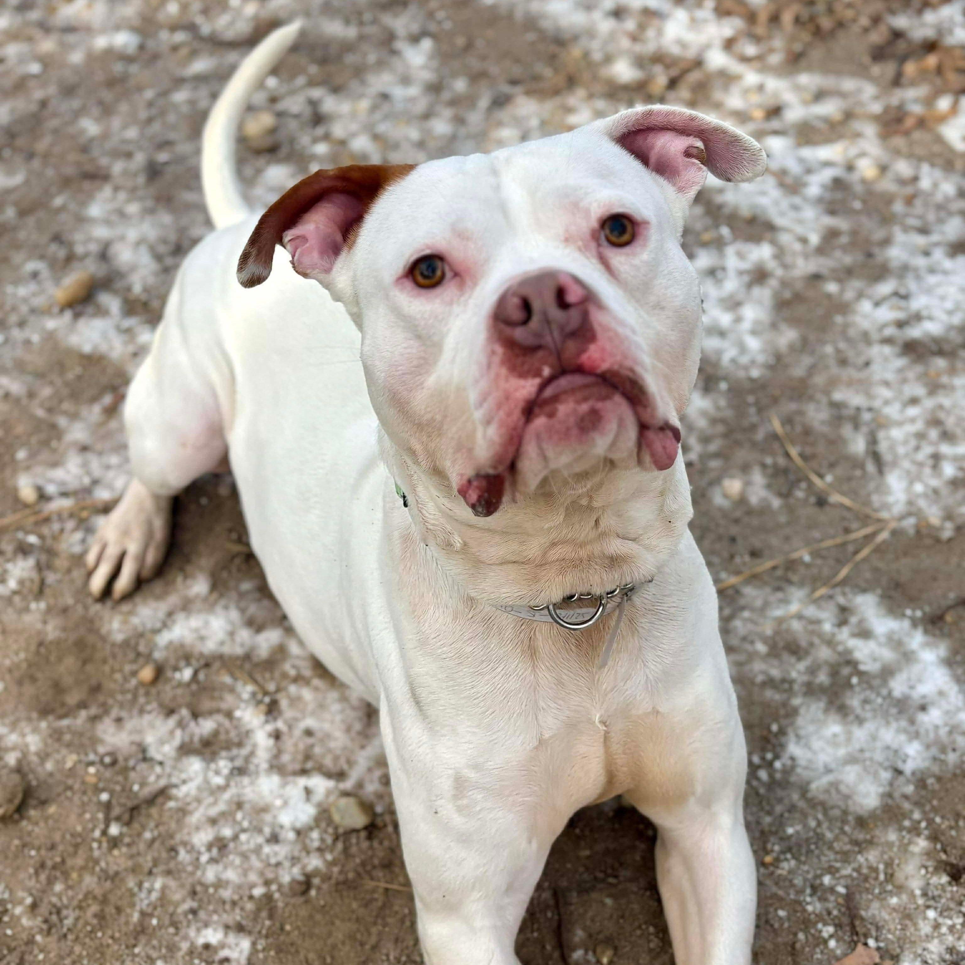 Enlarge Yukon, a Adoptable Mixed Breed in Brookhaven, NY image 2/3