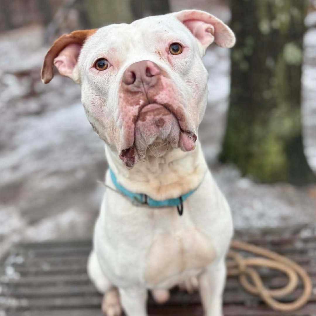 Yukon, Adoptable, Adult Male Mixed Breed.