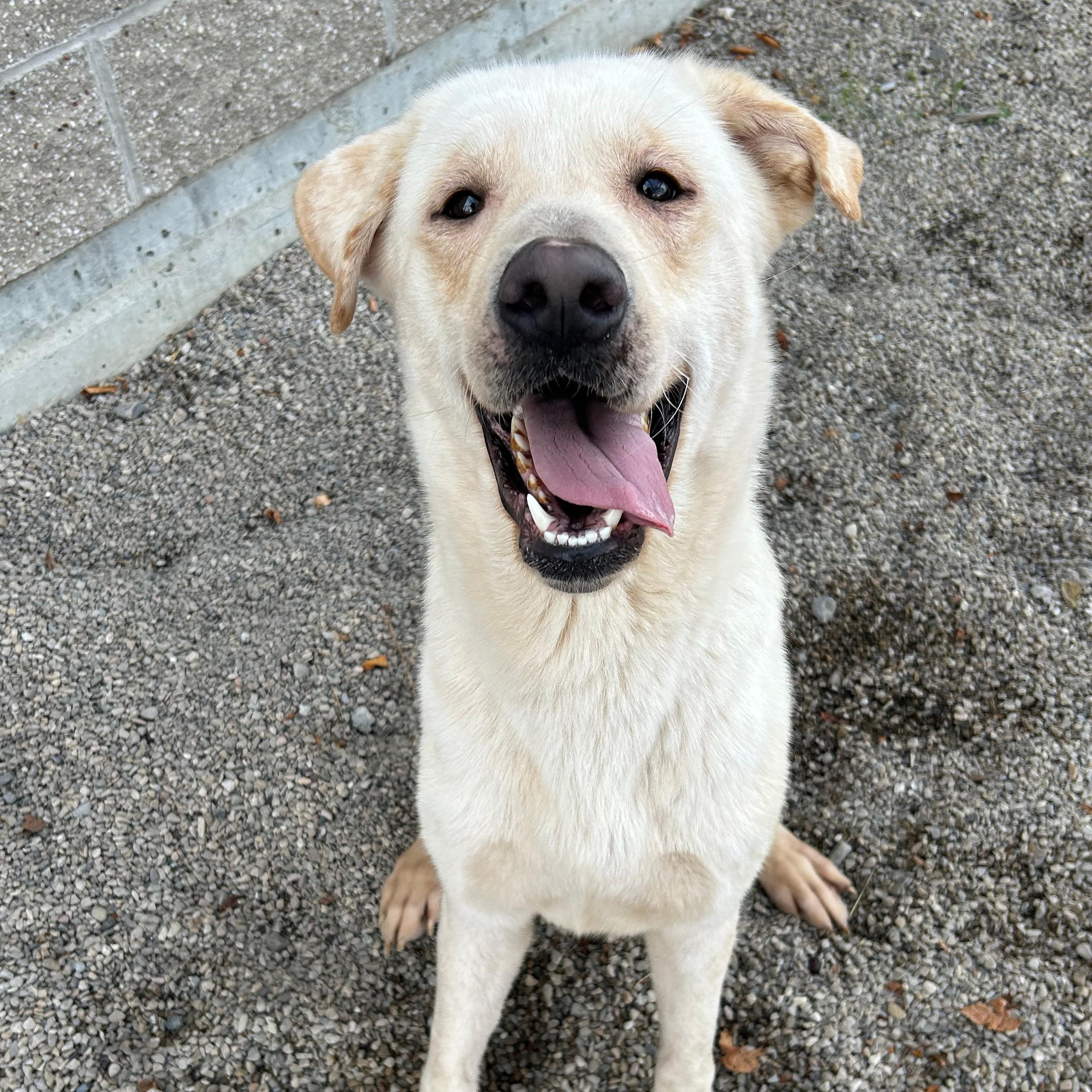 Buzz, a Adoptable mixed breed in Lindon, UT image 1/5