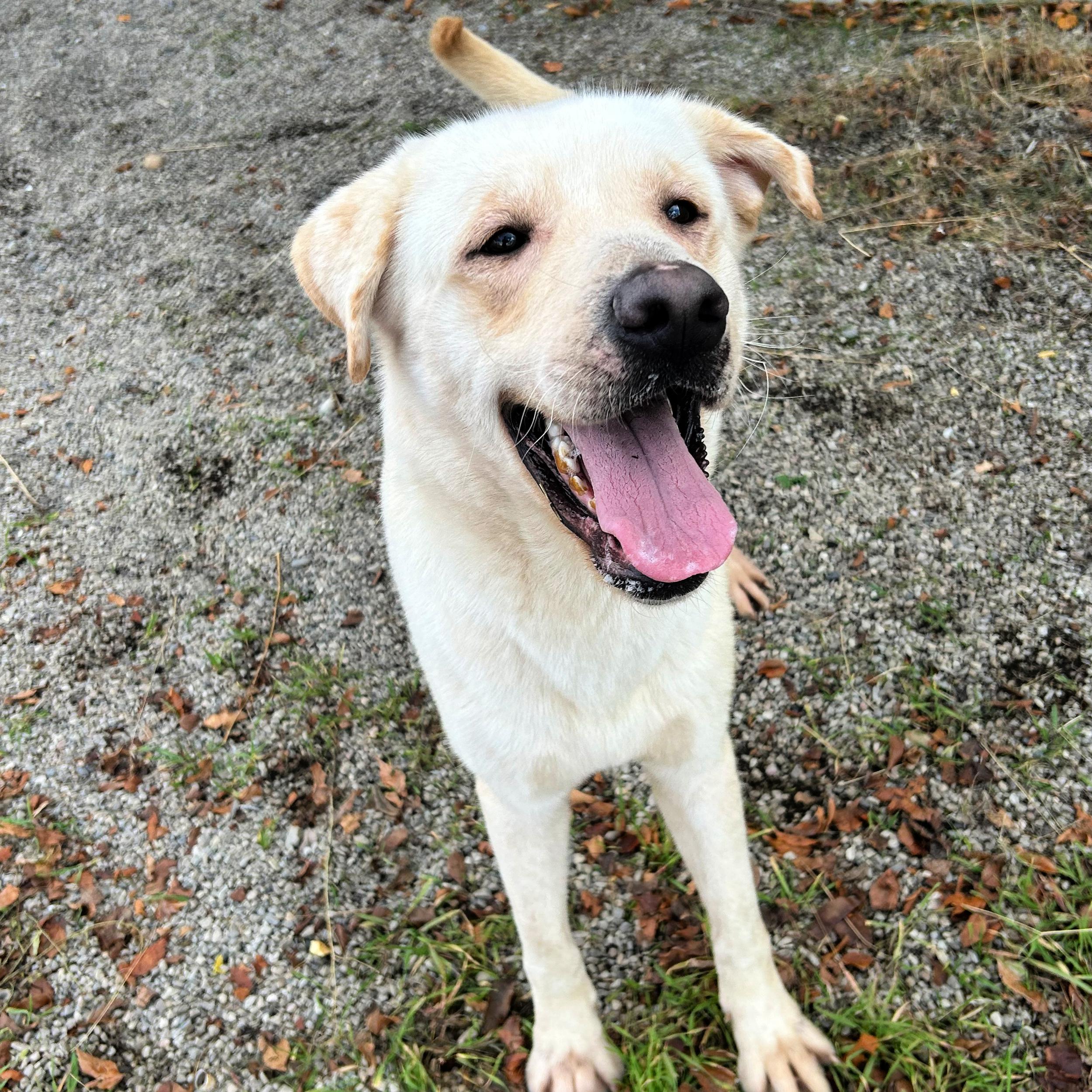 Buzz, a Adoptable mixed breed in Lindon, UT image 2/5