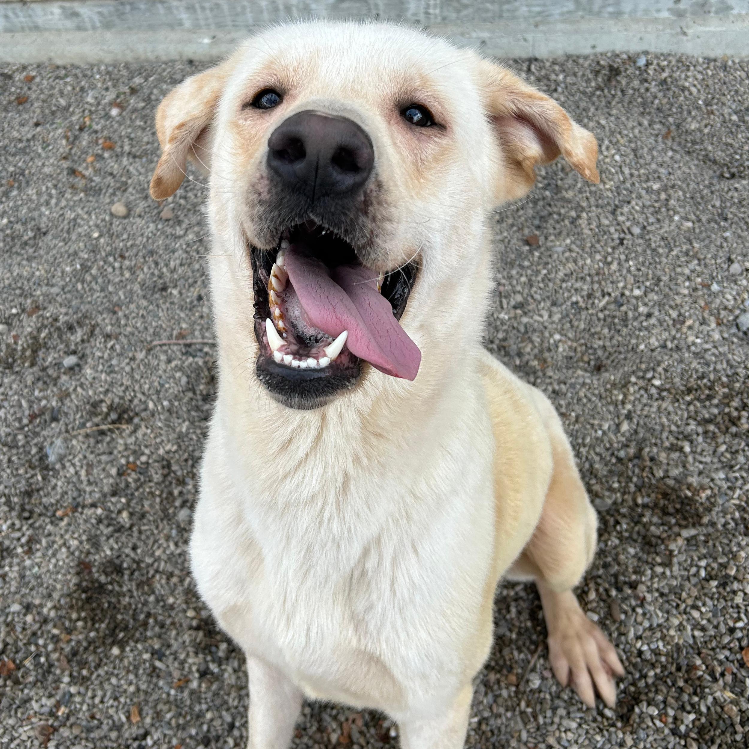 Buzz, a Adoptable mixed breed in Lindon, UT image 3/5