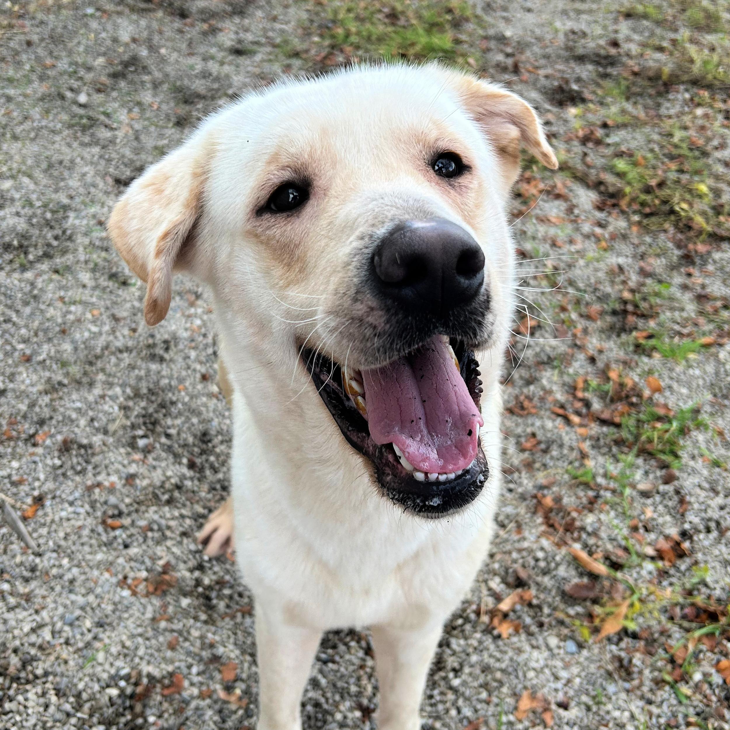 Buzz, a Adoptable mixed breed in Lindon, UT image 4/5