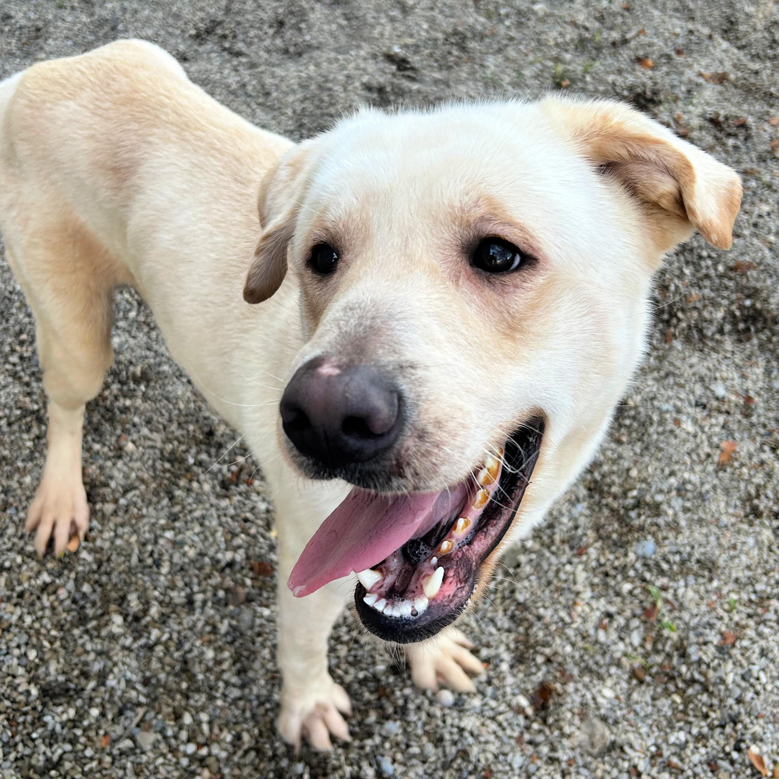 Buzz, a Adoptable mixed breed in Lindon, UT image 5/5