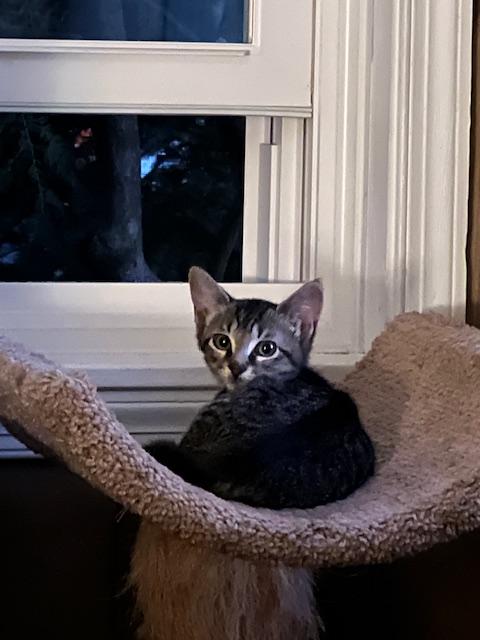 Briar (Cheez It Litter)