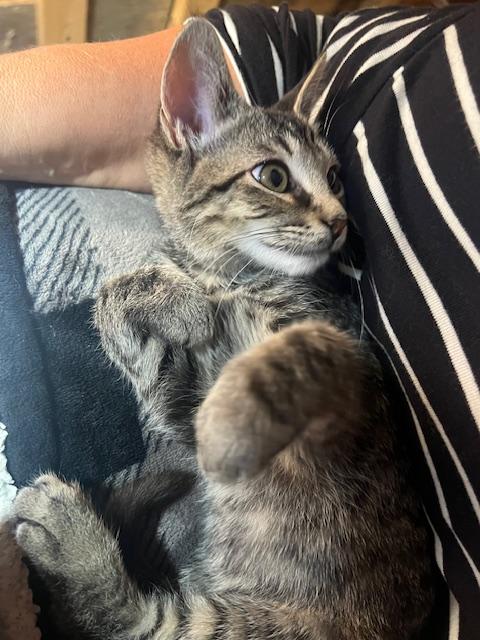 Briar (Cheez It Litter)