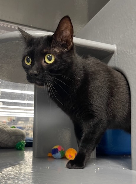 Trixy, a Adoptable Domestic Short Hair in Sioux Falls, SD image 1/4