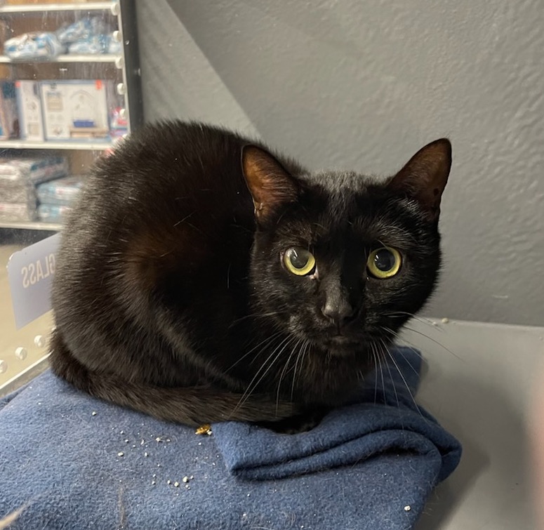 Trixy, a Adoptable Domestic Short Hair in Sioux Falls, SD image 2/4