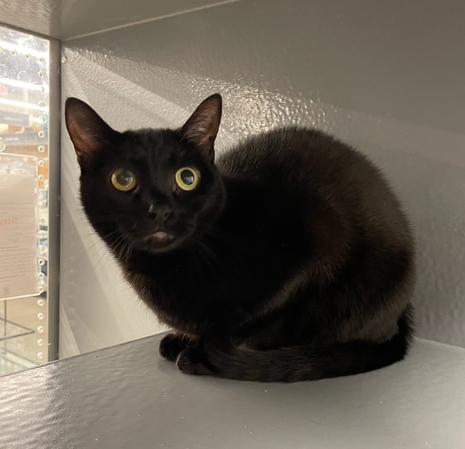 Trixy, a Adoptable Domestic Short Hair in Sioux Falls, SD image 3/4