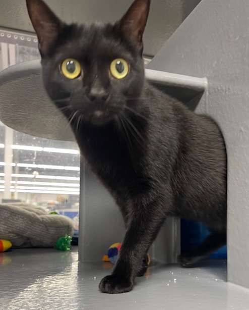 Trixy, a Adoptable Domestic Short Hair in Sioux Falls, SD image 4/4