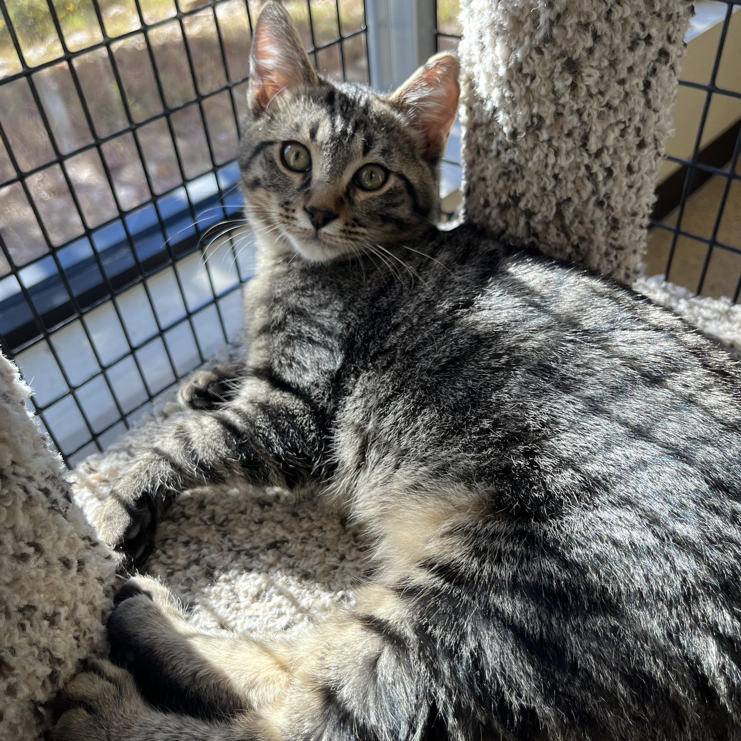 Dean, adopted, Kitten Male Domestic Short Hair.