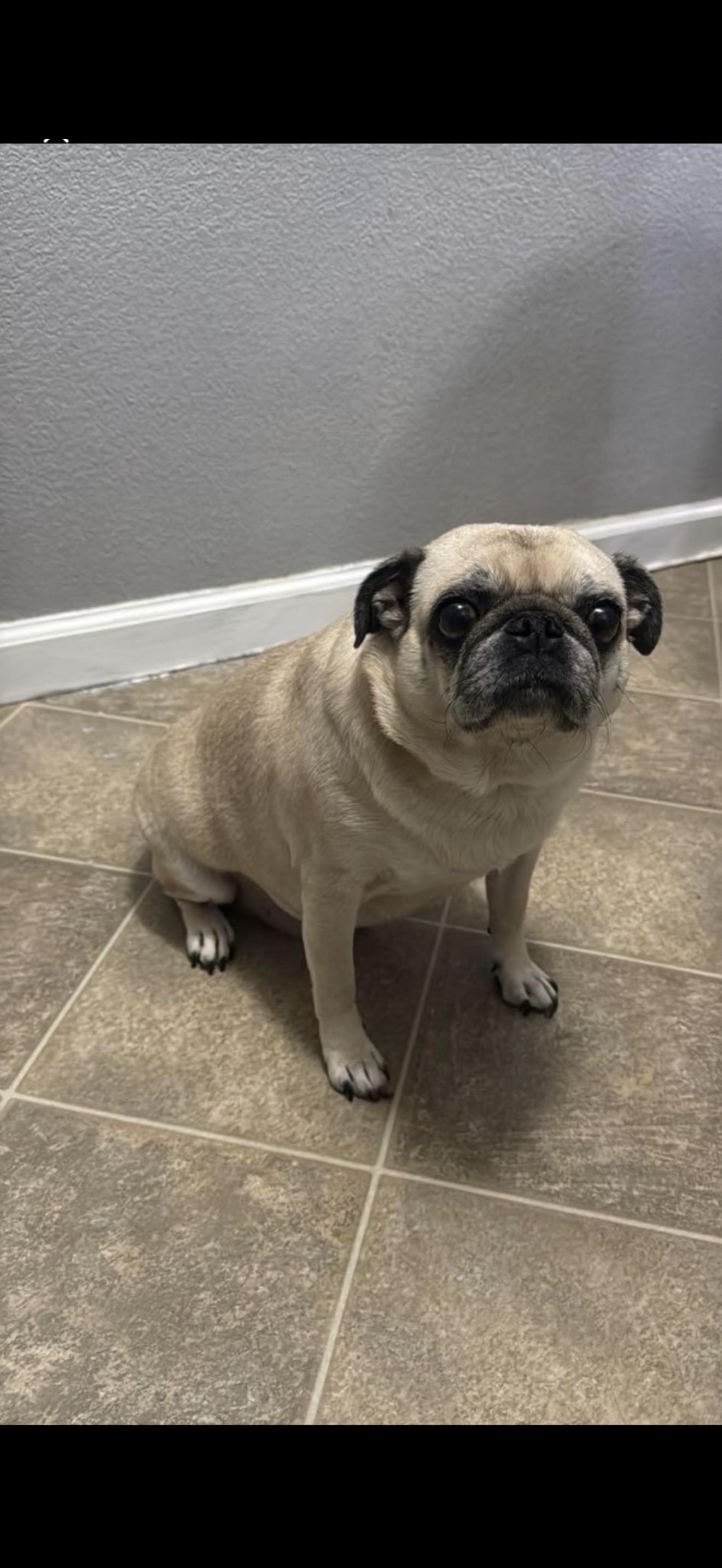 Freda - The Sweetest Pug , ADOPTABLE, Adult Female Pug.