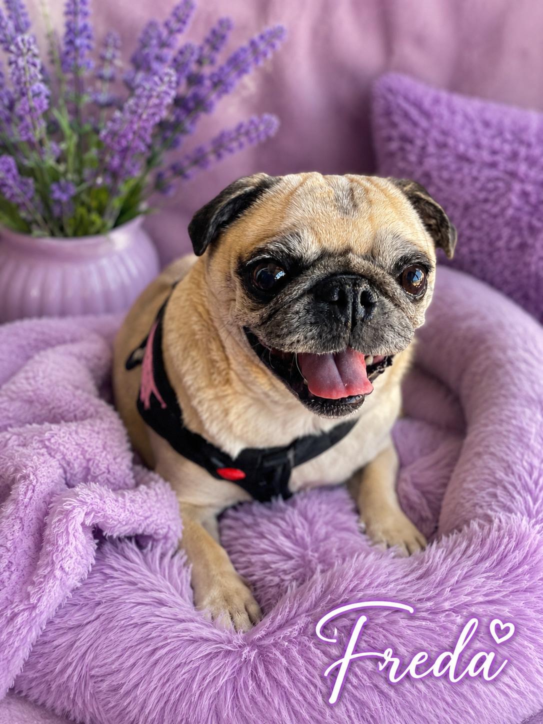 Freda - The Sweetest Pug , ADOPTABLE, Adult Female Pug.