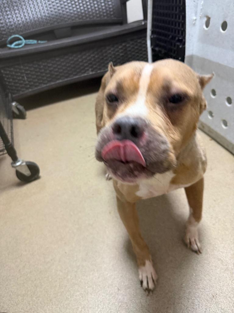 Enlarge Mable, a Adoptable Pit Bull Terrier in New Manchester, WV image 1/6