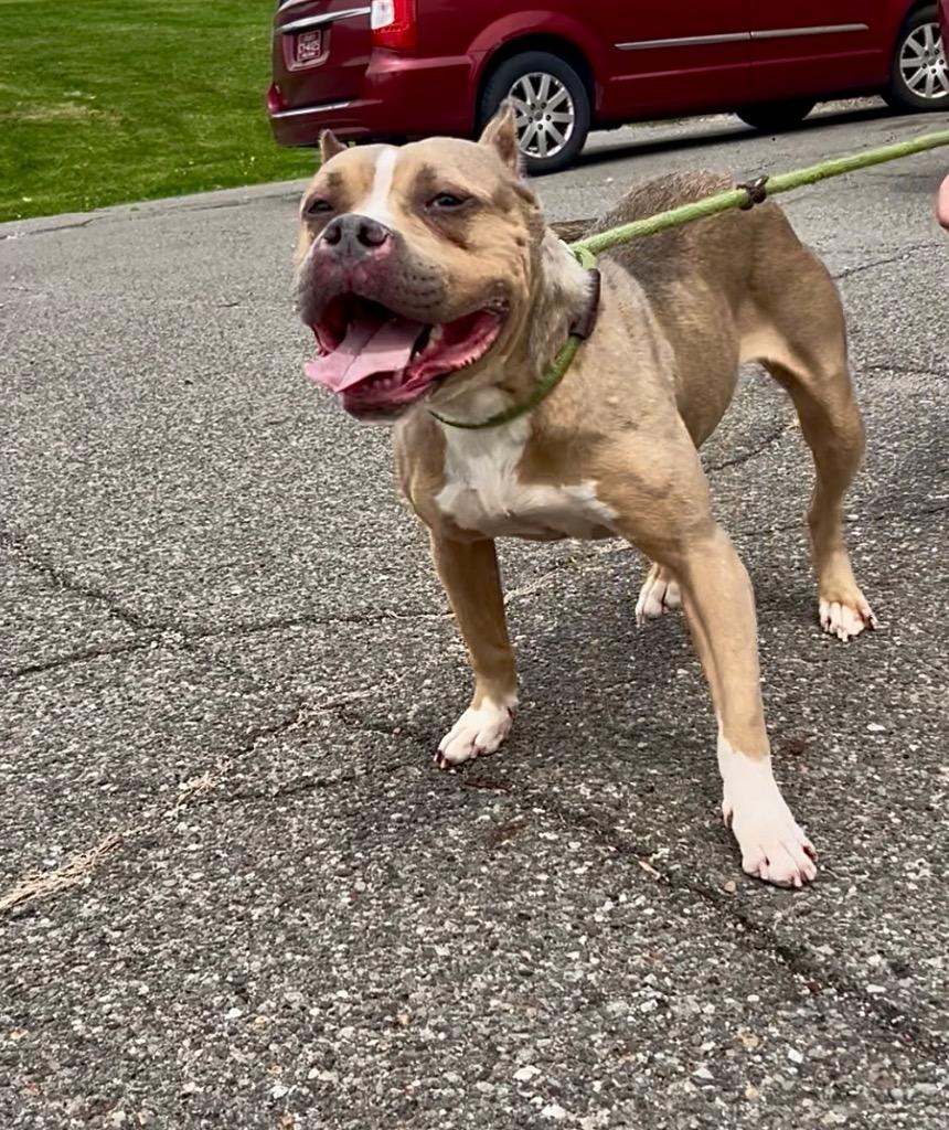 Enlarge Mable, a Adoptable Pit Bull Terrier in New Manchester, WV image 2/6