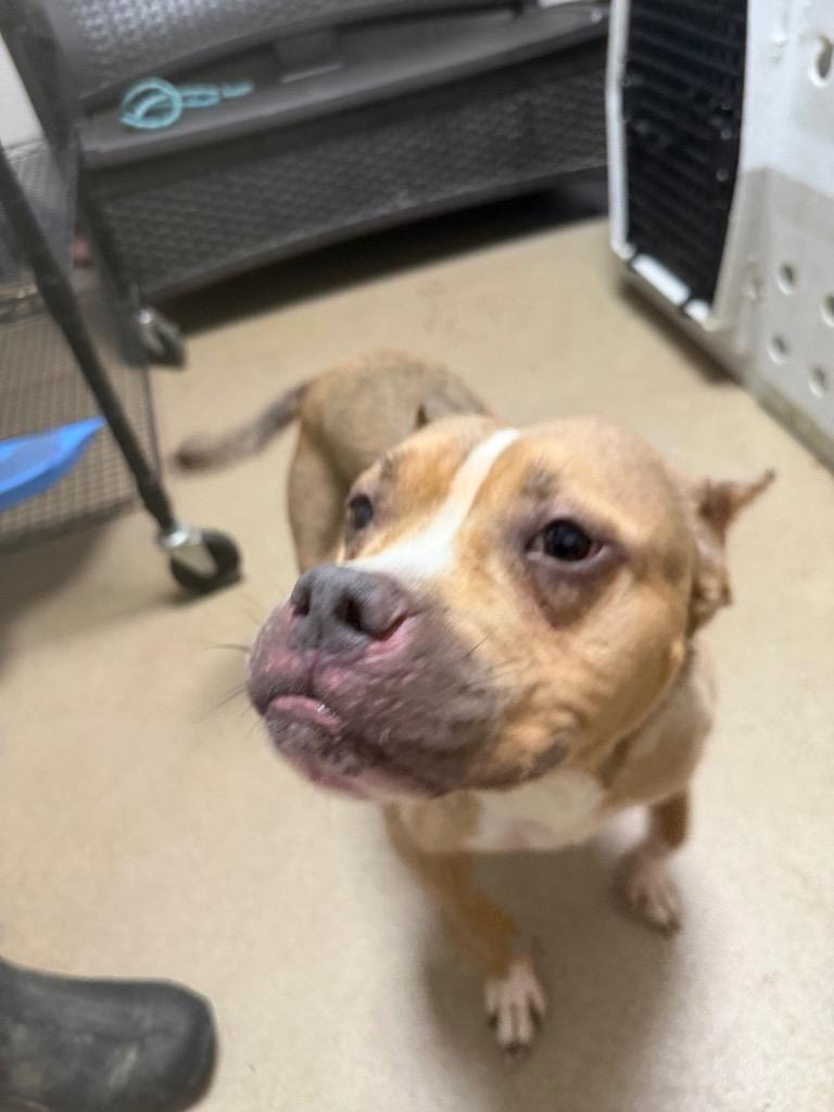 Enlarge Mable, a Adoptable Pit Bull Terrier in New Manchester, WV image 3/6