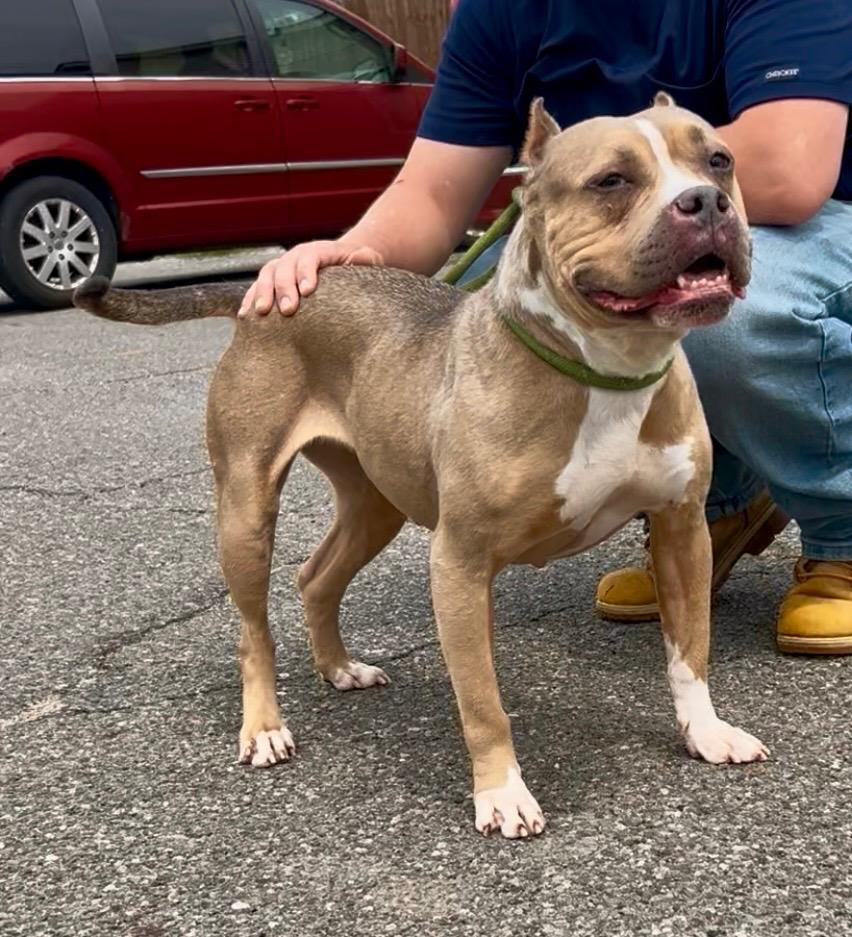 Enlarge Mable, a Adoptable Pit Bull Terrier in New Manchester, WV image 4/6